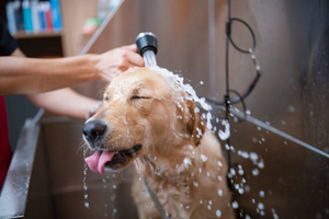 Pet Bath Supplies Explained