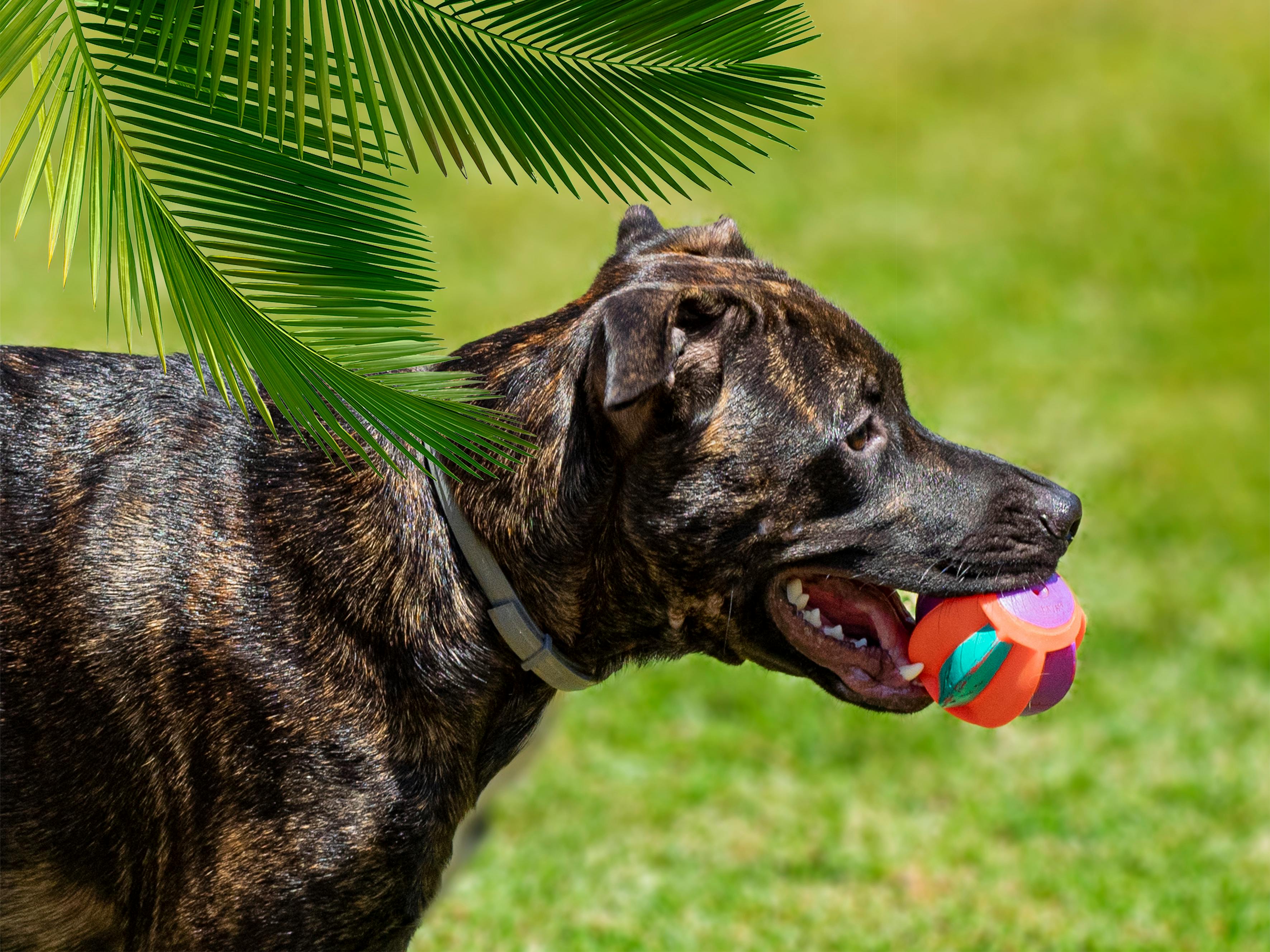 Importance of Pet Toys